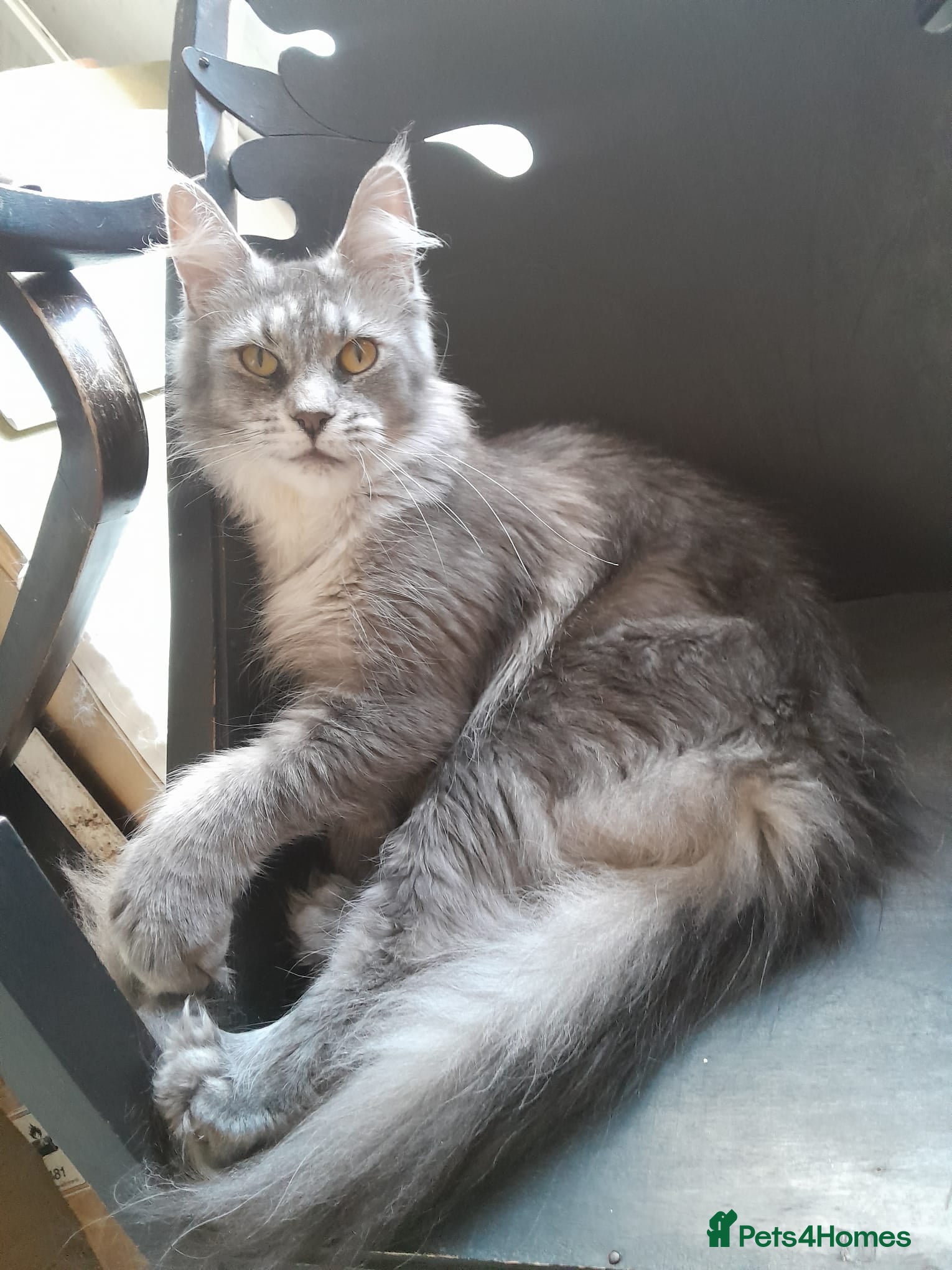 Maine Coon cats Polydactyl SolidBlue/BlackSilver Girls Maine Coon - Advert 5