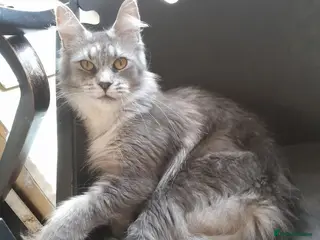 Maine Coon cats Polydactyl SolidBlue/BlackSilver Girls Maine Coon - Advert 5