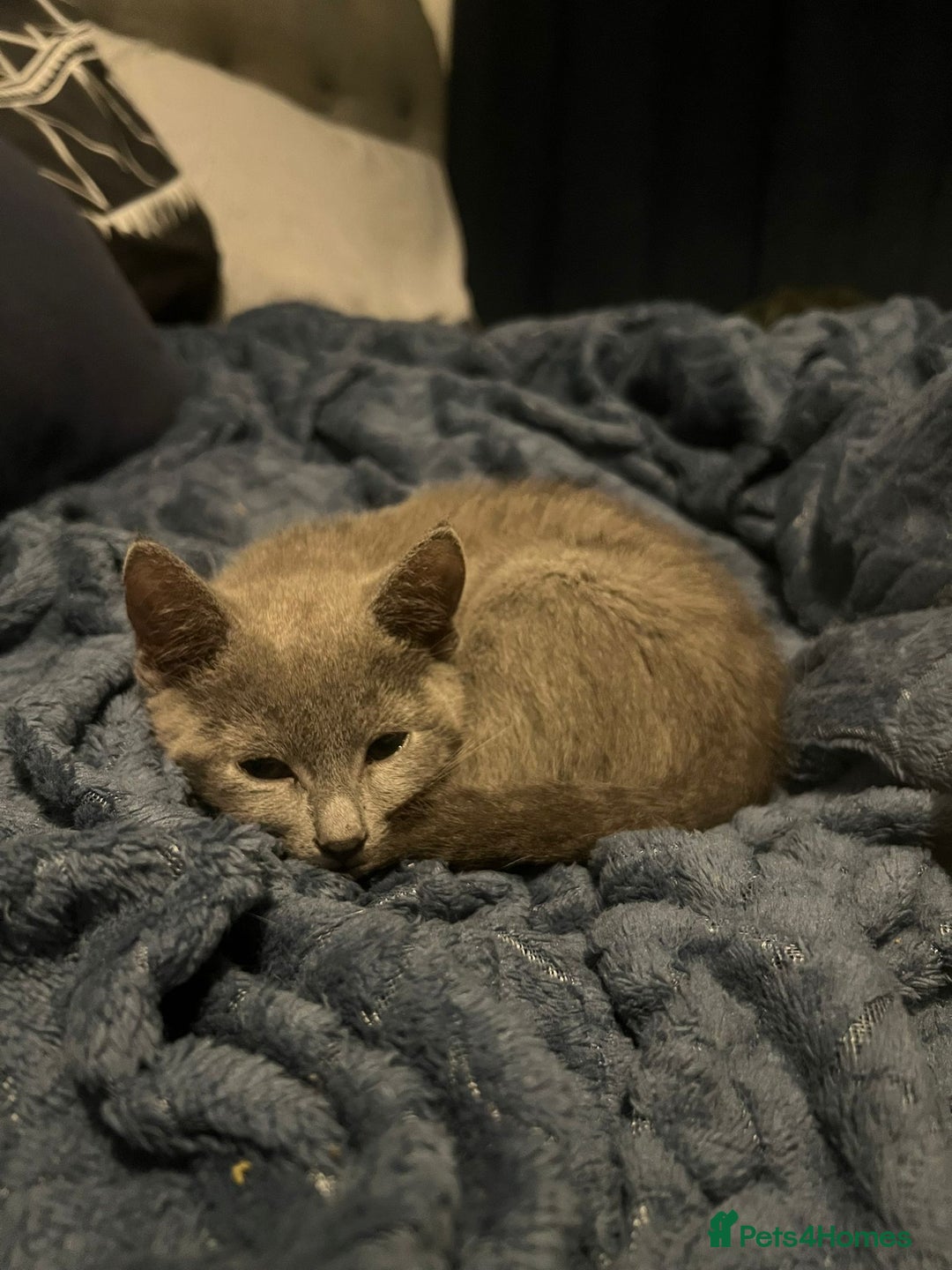 Russian Blue cats for sale: Gorgeous Championship Russian blue kittens  - Advert 28
