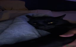Bombay cats for sale: Bombay Male, Tripod, 6yo - Image 2
