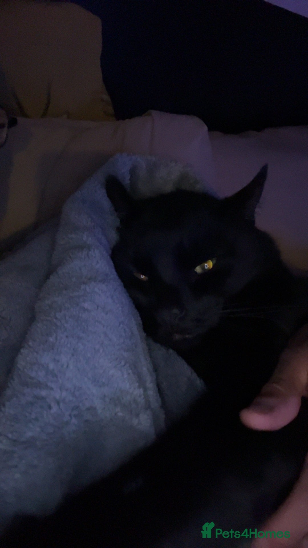 Bombay cats for sale: Bombay Male, Tripod, 6yo - Image 2