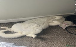 British Longhair cats for sale: White male cat  - Image 8