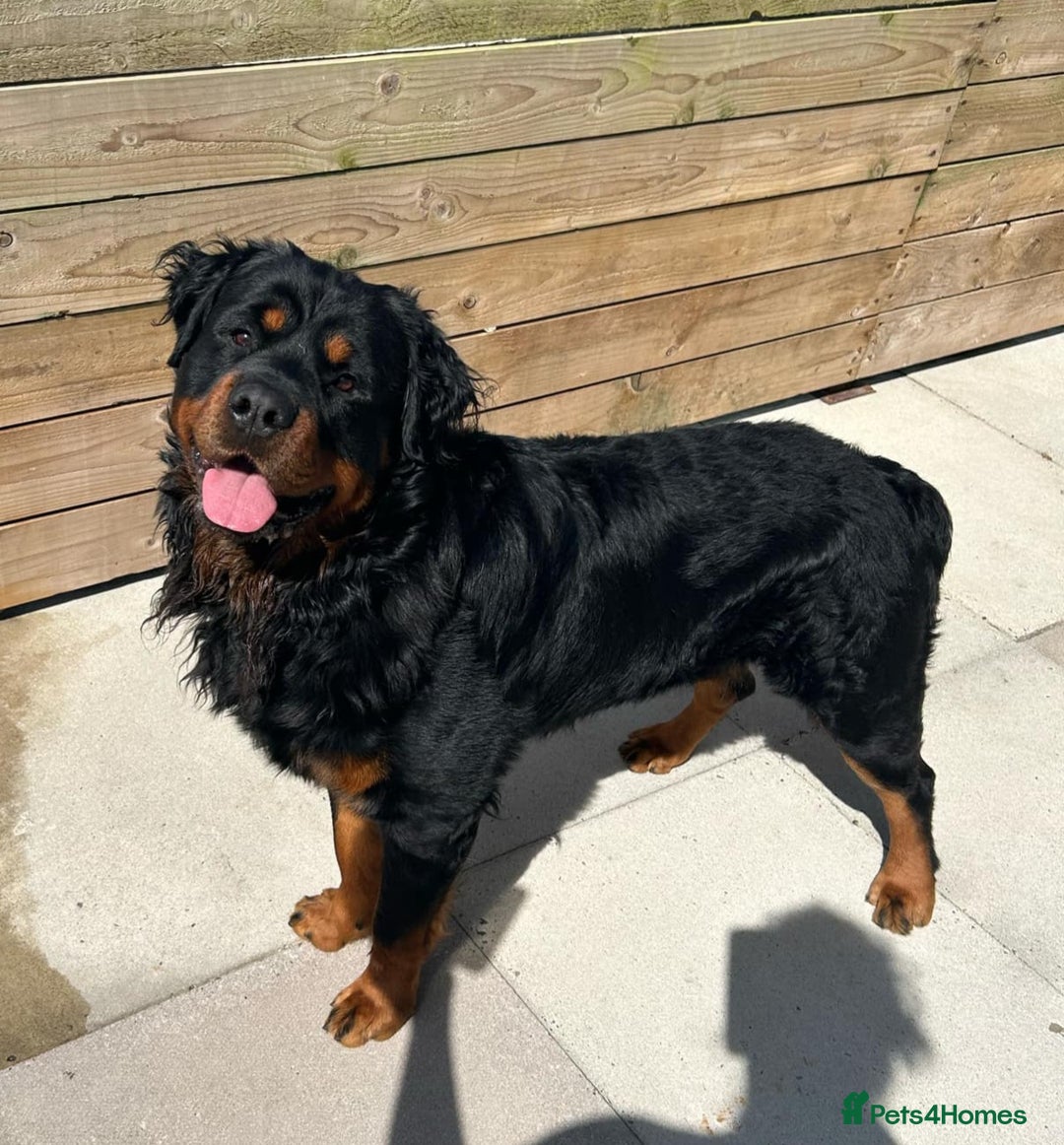Rottweiler dogs for sale:  Long haired (fluffweilers ) last girl  - Image 17