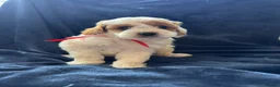 Cavapoo dogs for sale: Available TODAY ❤️ F1b Cavapoo Puppies  - Advert 19