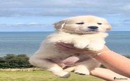 Golden Retriever dogs for sale: Outstanding KC Golden Retriever Puppies  - Image 1