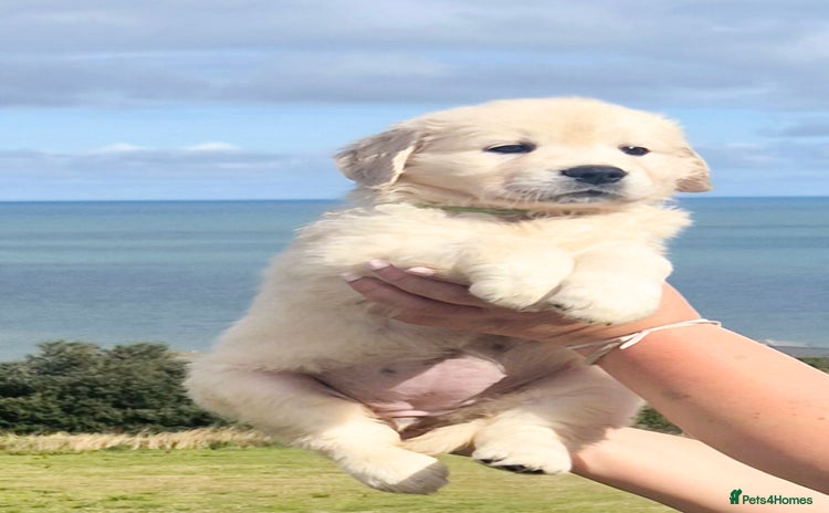 Golden Retriever dogs - Advert 1