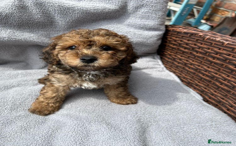 Poochon dogs - Advert 1