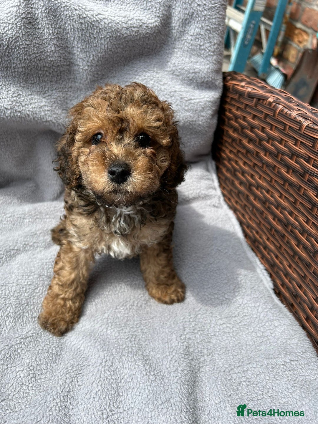 Poochon dogs for sale: Poochon male puppies  - Image 1