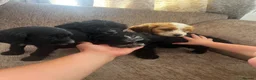 Cockapoo dogs for sale: Looking for forever homes  - Advert 13