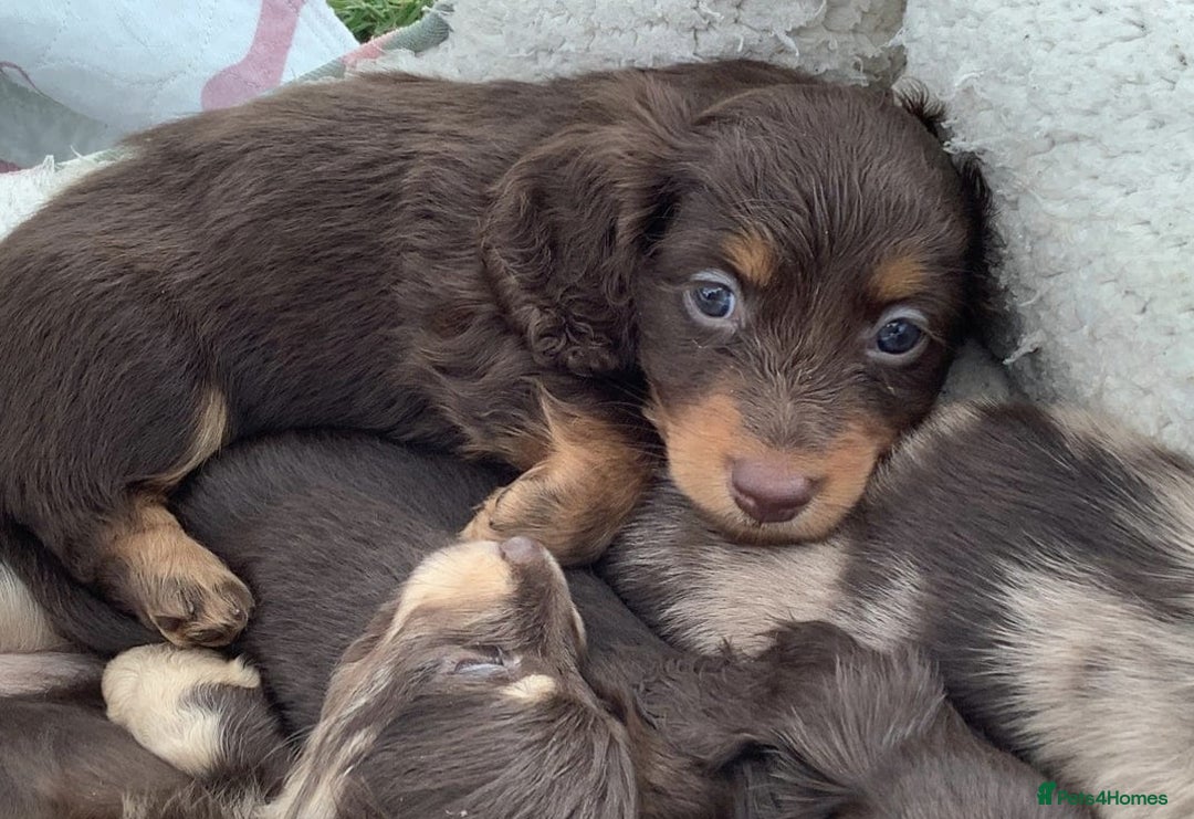 Miniature Dachshund dogs for sale: Gorgeous Long-Haired Miniature Dachshund Puppies - Advert 5