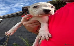 American Bulldog dogs for adoption: 5 GORGEOUS AM BULL X PUPS 12WKS OLD - Image 15