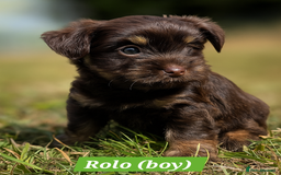 Yorkshire Terrier dogs for sale: Chocolate Yorkshire Terrier  - Image 3