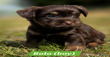 Yorkshire Terrier dogs - Advert 1