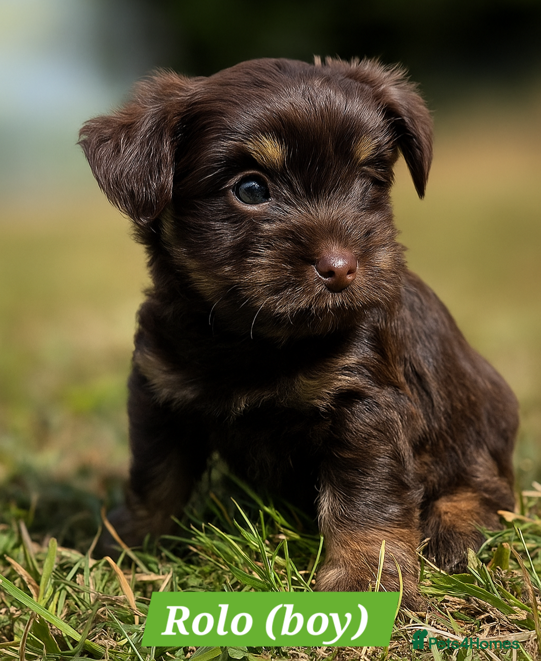 Yorkshire Terrier dogs for sale: Chocolate Yorkshire Terrier  - Image 3