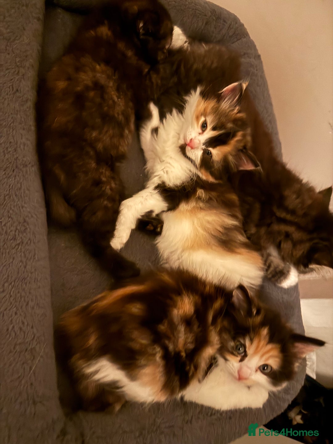 Mixed Breed cats for sale: British short/long hair x kittens ready to go  - Image 8