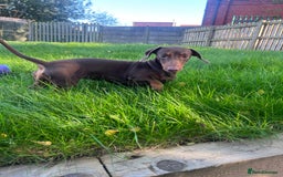 Miniature Dachshund dogs for sale: Miniature Dachshund - 11 months old  - Image 9