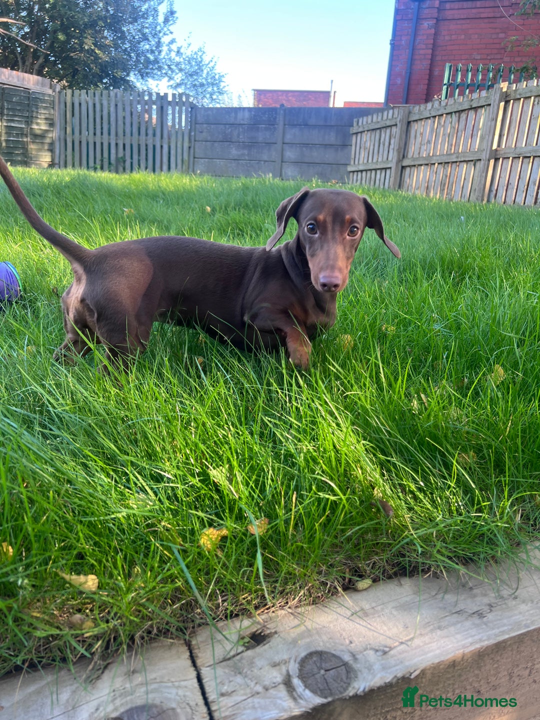Miniature Dachshund dogs for sale: Miniature Dachshund - 11 months old  - Image 9