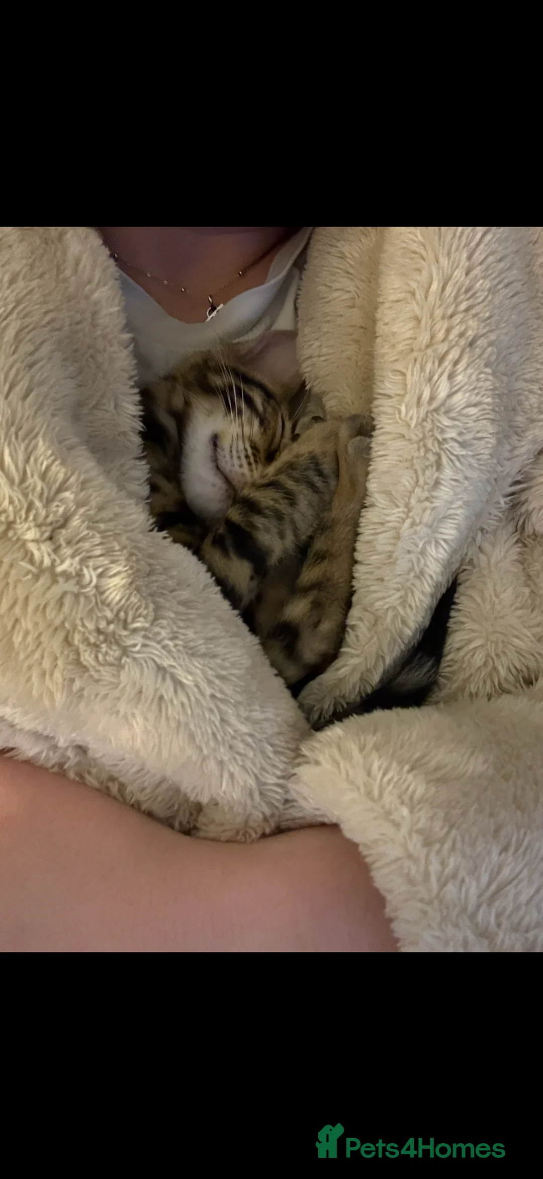 Bengal cats for sale: Beautiful little Bengal girl 🤎 - Advert 8
