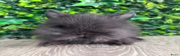Lionhead rabbits for sale: BEAUTIFUL BABY LIONHEAD BUNNIES  - Advert 5