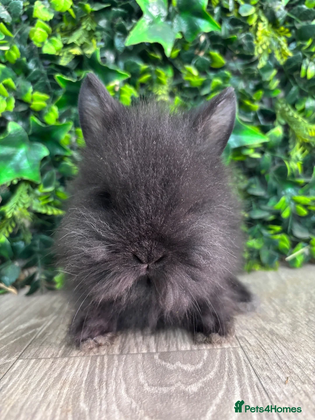 Lionhead rabbits for sale: BEAUTIFUL BABY LIONHEAD BUNNIES  - Advert 5