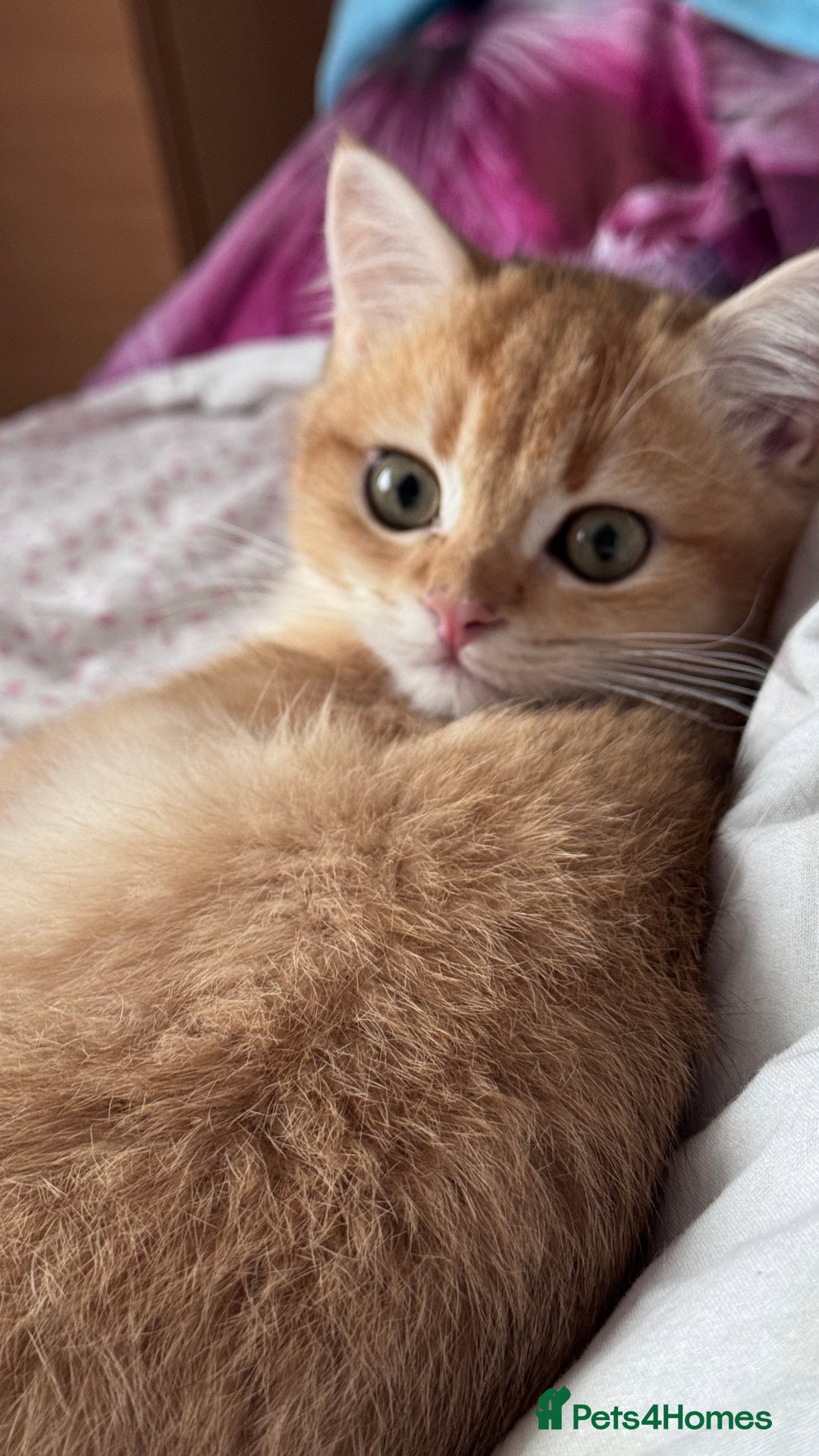 British Shorthair cats for sale: GCCF BSH ONE BOY READY TO GO GOLDEN BLACK TIPPED  - Advert 16