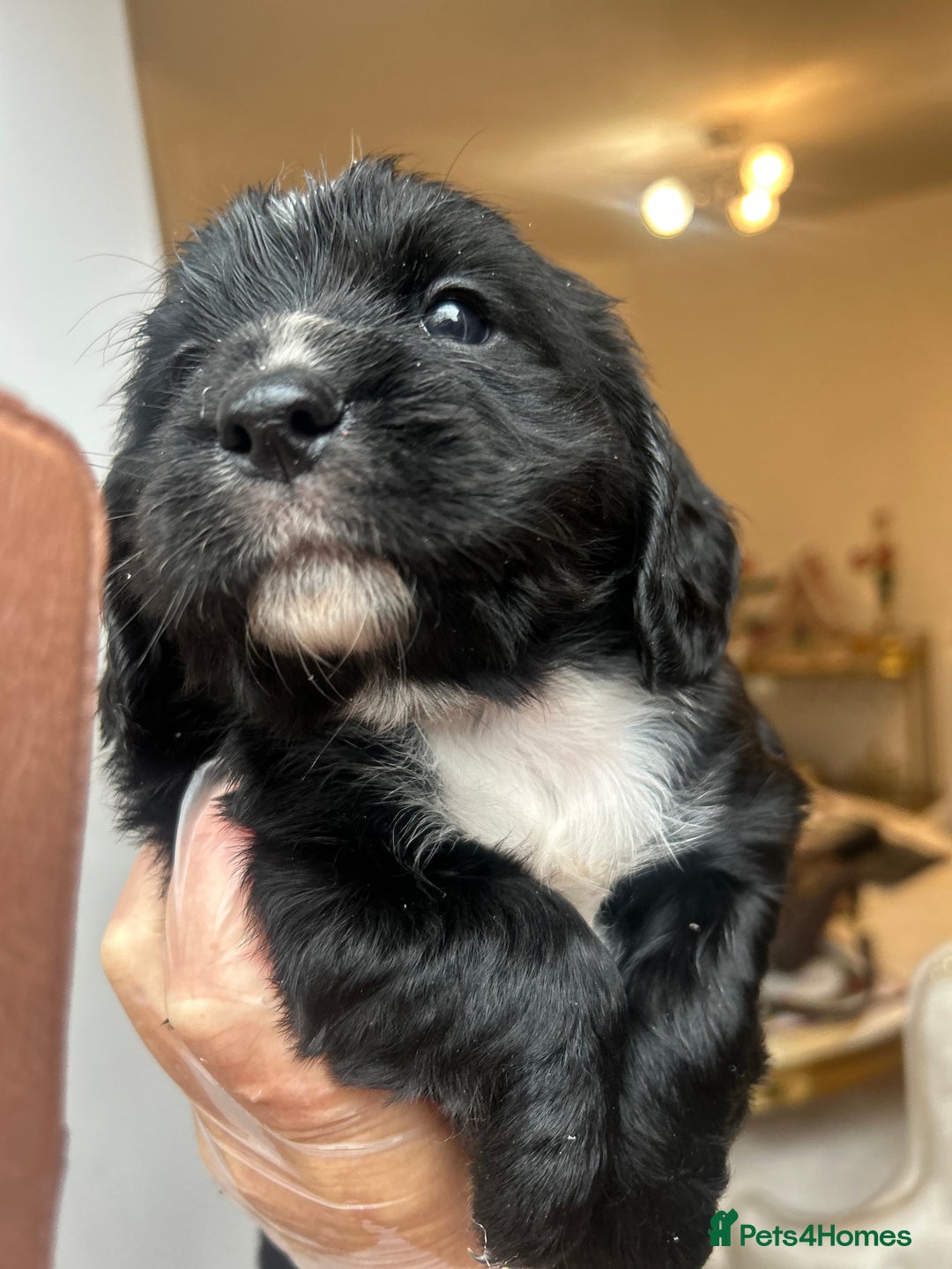Cocker Spaniel dogs for sale: K C registered Cocker spaniel puppies  - Advert 23