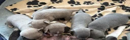 Chihuahua dogs for sale: Five Smoothcoat Chihuahua puppies for sale - Advert 6