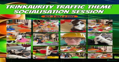 Cocker Spaniel dogs - Advert 5