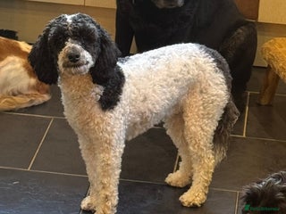 Mixed Breed dogs 11 month old female toy x miniature poodle - Advert 14
