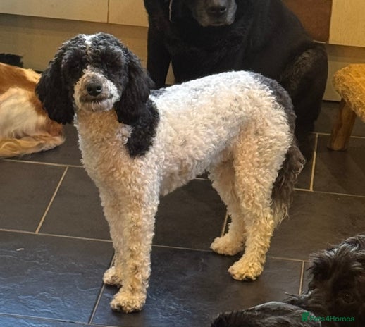 Mixed Breed dogs 11 month old female toy x miniature poodle - Advert 1