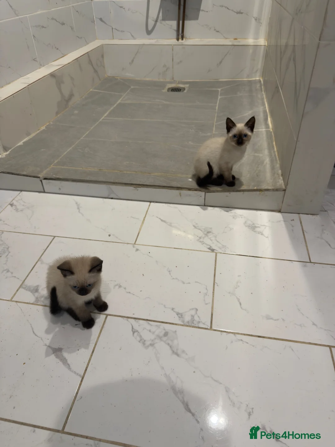 Mixed Breed cats for sale: BEAUTIFUL SIAMESE X SHORTHAIR KITTENS in London - Advert 2