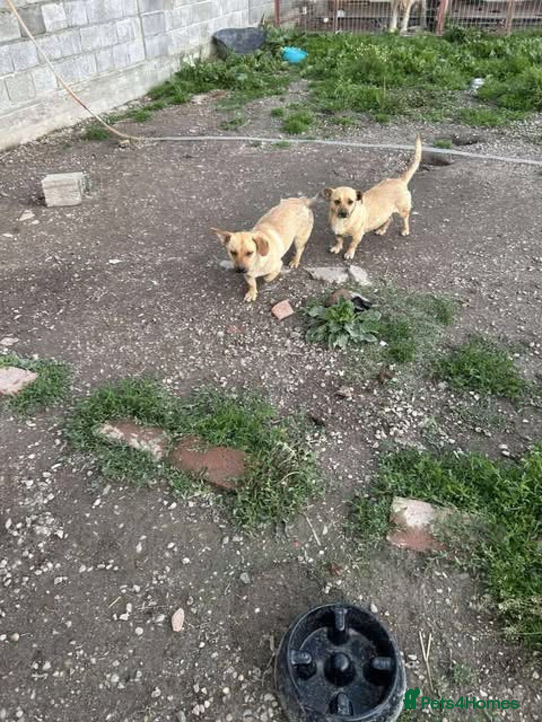 Mixed Breed dogs for adoption: Rescue boy Ethan is looking for his forever home - Advert 34