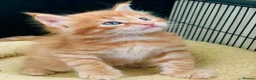 Maine Coon cats for sale: Ginger maine coon kittens- Little suns( 23.12.25) - Advert 4