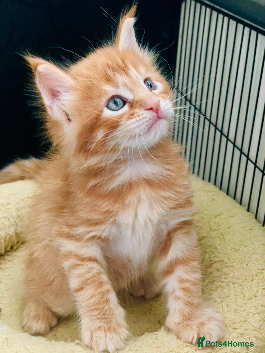 Maine Coon cats for sale: Ginger maine coon kittens- Little suns( 23.12.25) - Advert 4