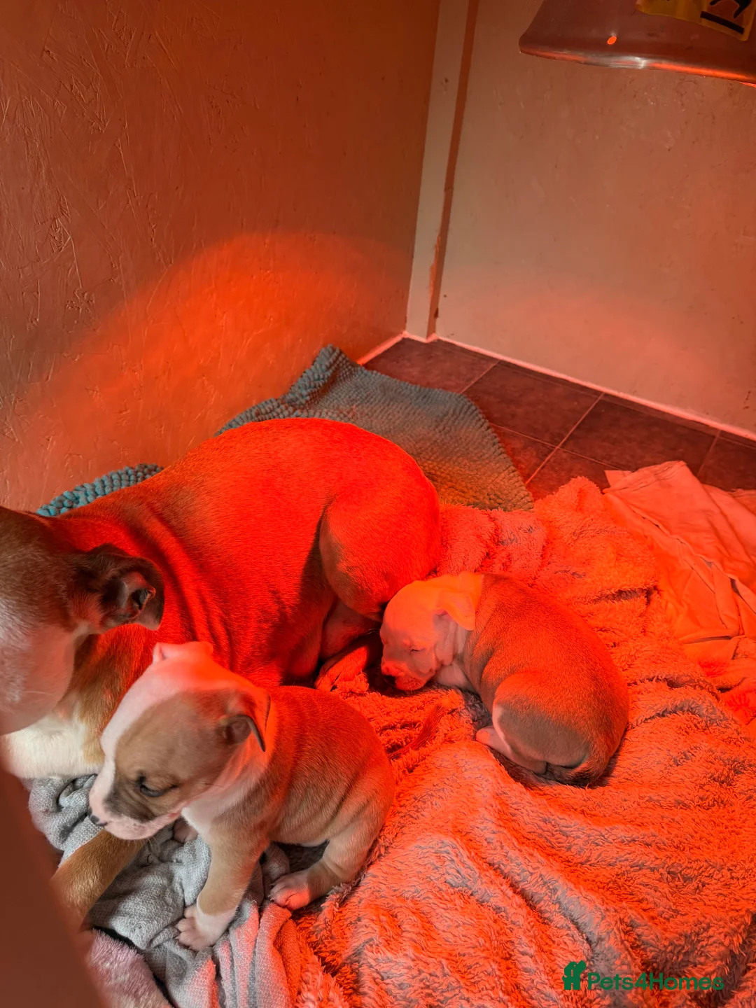 American Bull Staffy dogs for sale: We have two beautiful American staff  - Advert 2