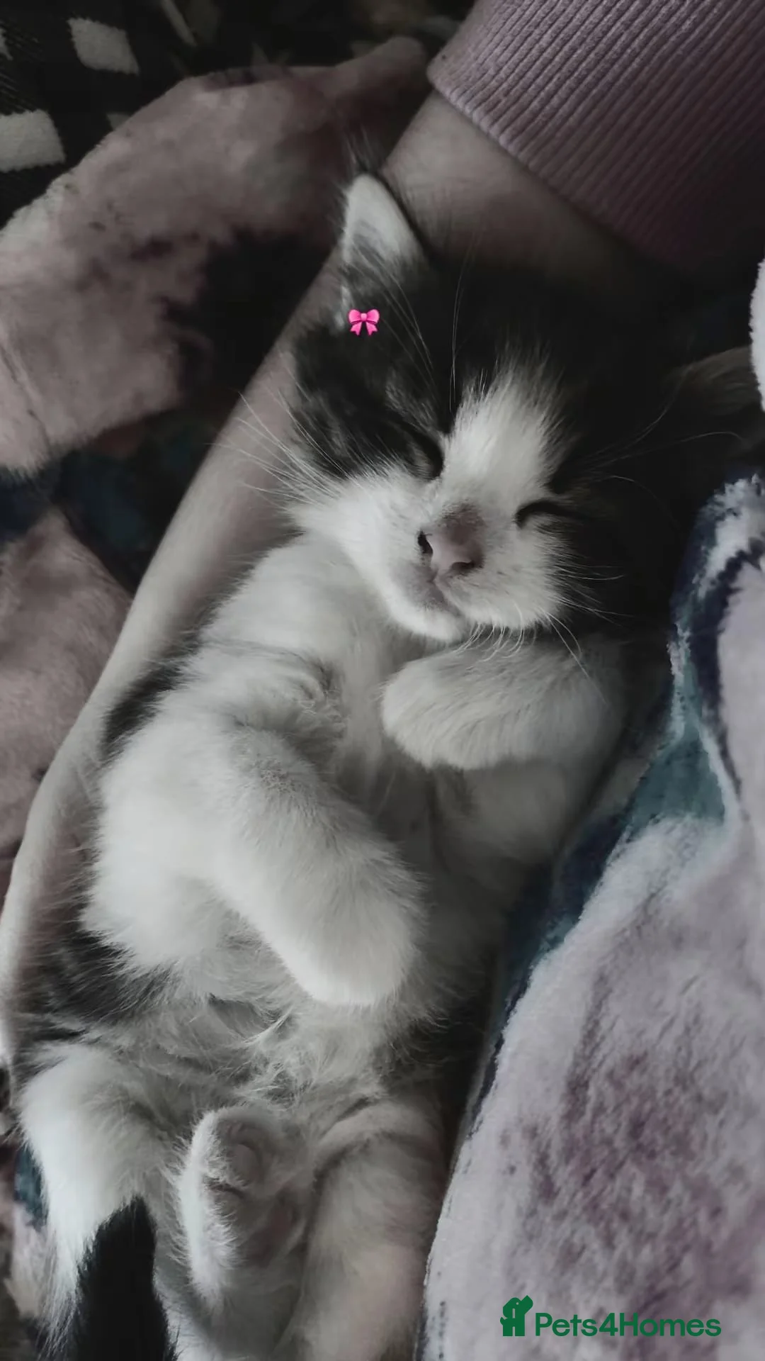 British Shorthair cats for sale: Two cute adorable kittens  - Advert 13