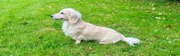 Miniature Dachshund dogs for stud: KC registered cream miniature dachshund for stud in Kidderminster - Advert 2