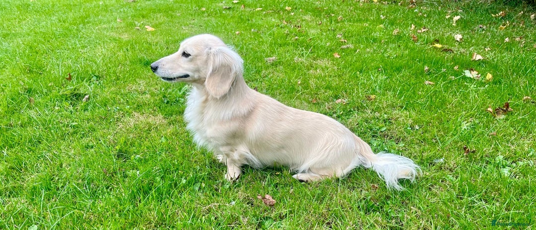 Miniature Dachshund dogs for stud: KC registered cream miniature dachshund for stud in Kidderminster - Advert 2