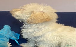 Mixed Breed dogs for sale: Beautiful Shihpoo cross maltese puppies - Image 5