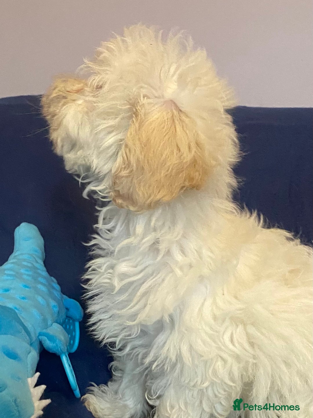 Mixed Breed dogs for sale: Beautiful Shihpoo cross maltese puppies - Image 5