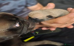 Pug dogs for sale: Chunky pug pups - Image 9