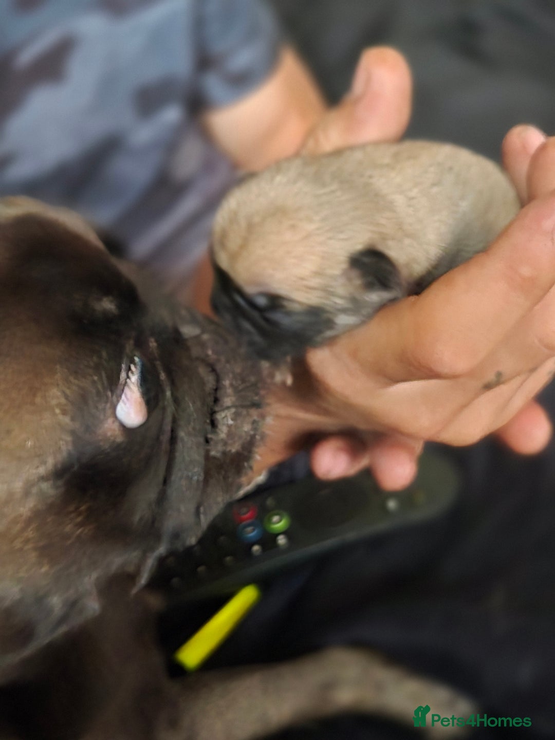 Pug dogs for sale: Chunky pug pups - Image 9