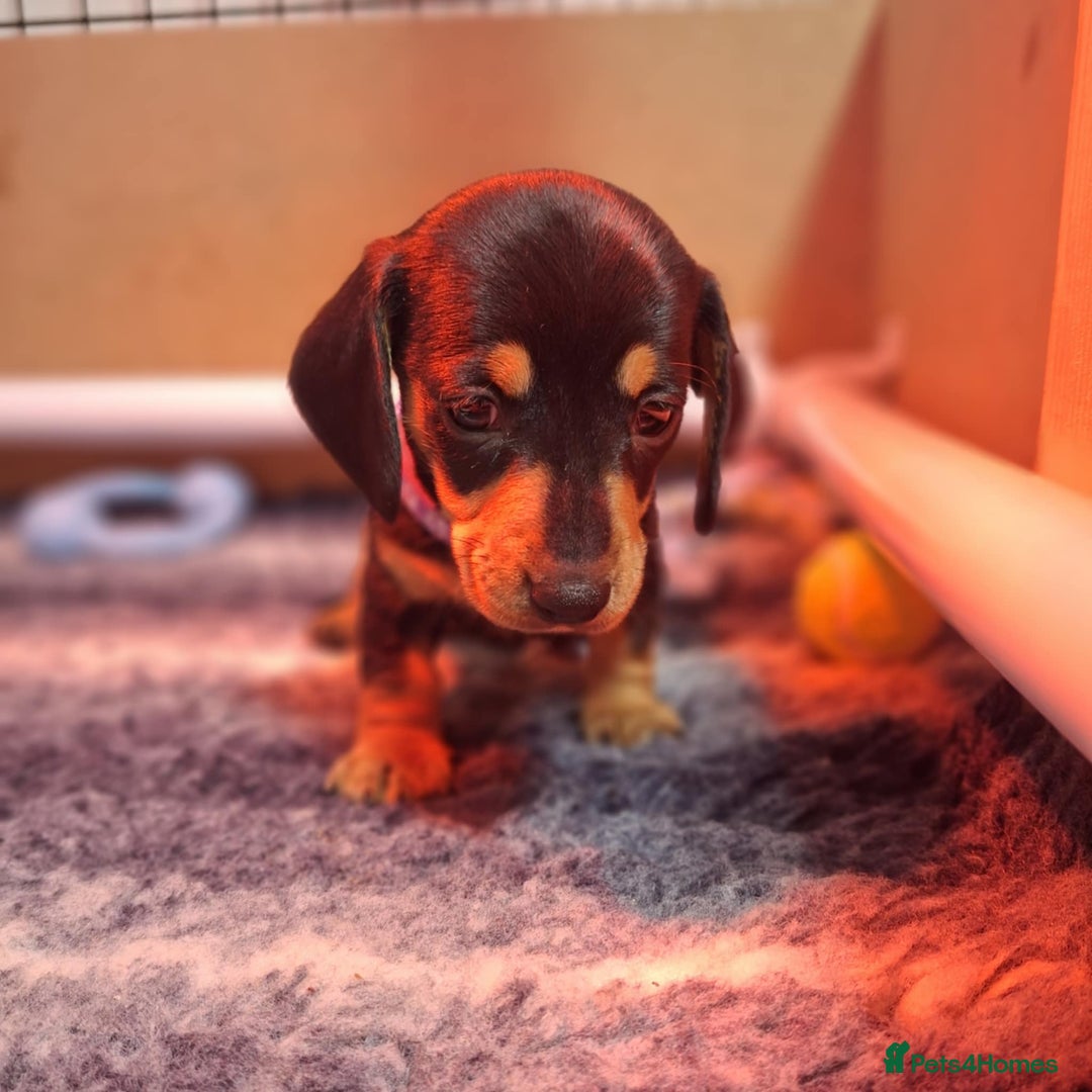 Miniature Dachshund dogs for sale: 5 gorgeous miniature dachshund puppies for sale  - Image 28