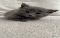 British Shorthair cats for sale: BSH Kittens • 3 Males • Ready to leave at 10 weeks - Image 1