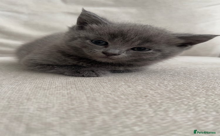 British Shorthair cats - Advert 16