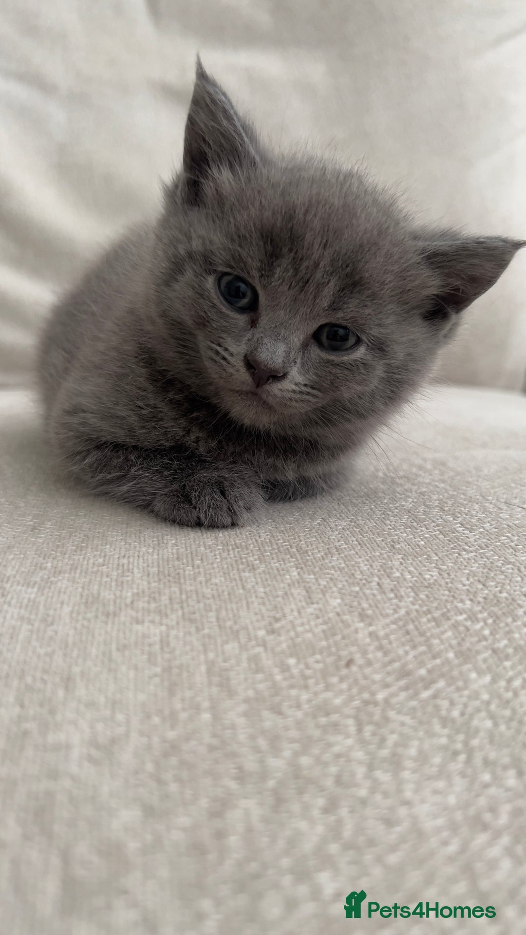 British Shorthair cats for sale: BSH Kittens • 3 Males • Ready to leave at 10 weeks - Image 1