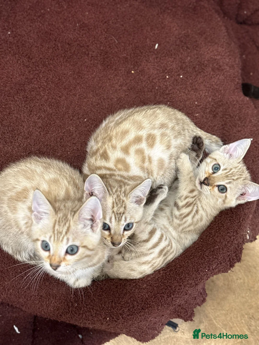 Bengal cats for sale: TICA Registered Bengals - Advert 19