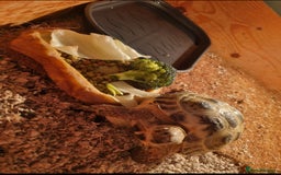 Tortoise reptiles for sale: Pet Tortoise  - Image 2