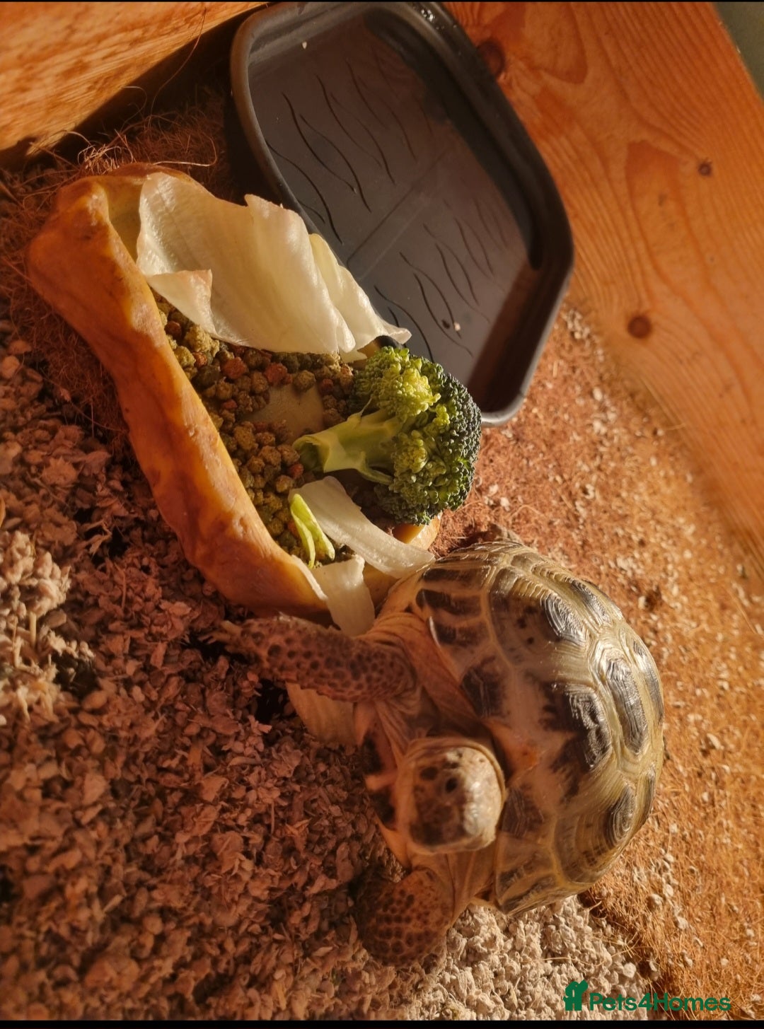 Tortoise reptiles for sale: Pet Tortoise  - Image 2