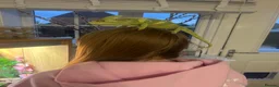 Chameleon reptiles for sale: Chameleon and full set up in Salisbury - Advert 3